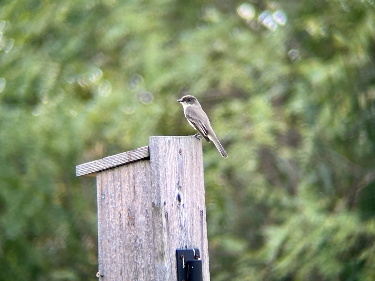 Eastern Phoebe - ML642546083