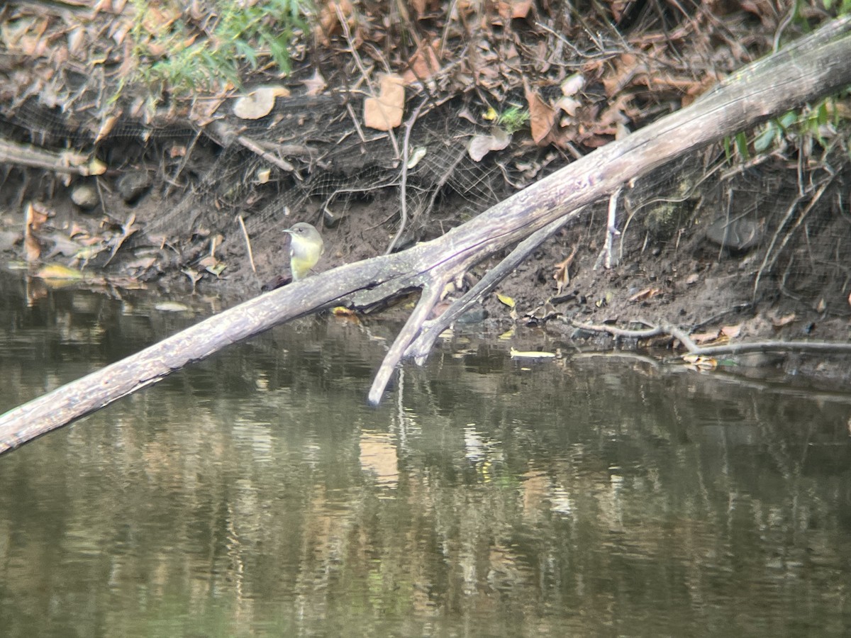 Eastern Phoebe - ML642546084