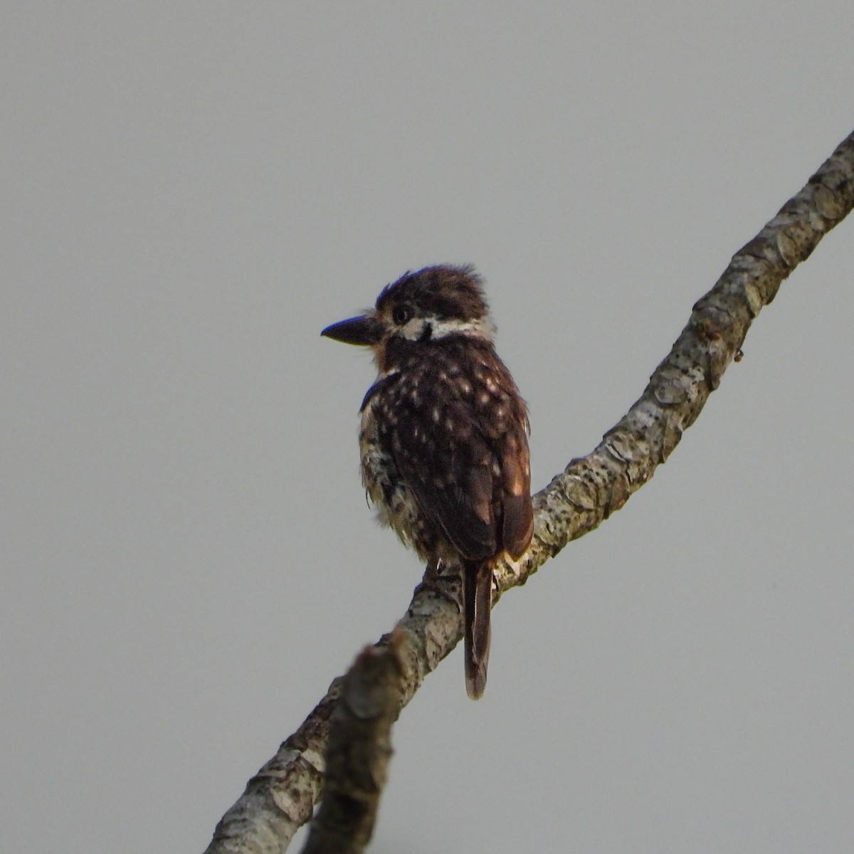 Russet-throated Puffbird - ML642546087