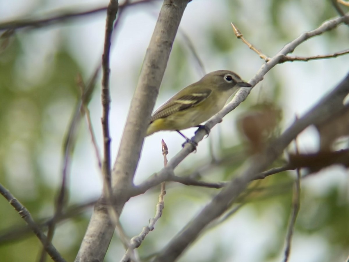 Blue-headed Vireo - ML642546088