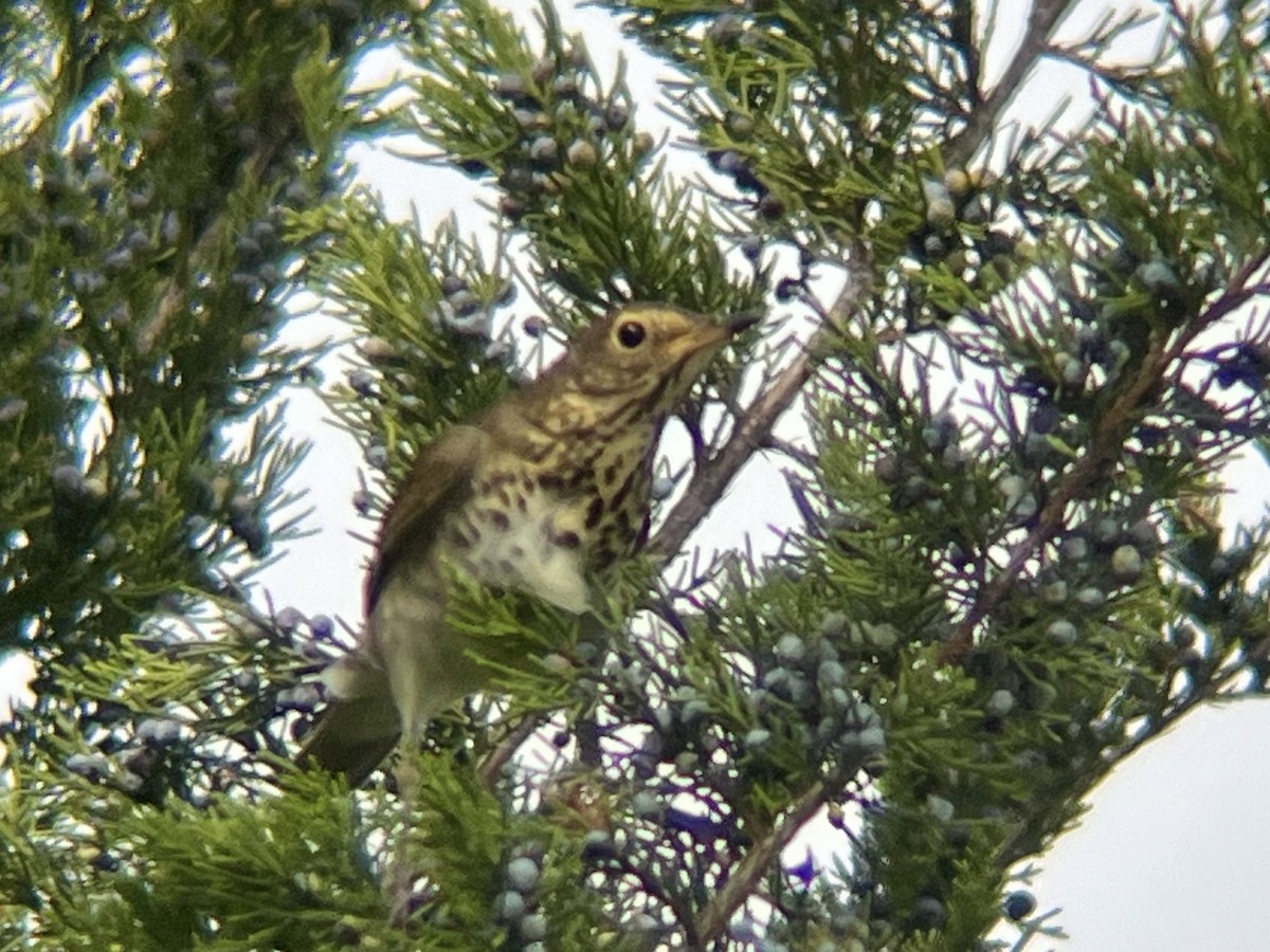 Swainson's Thrush - ML642546097