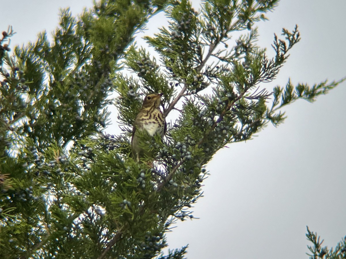 Swainson's Thrush - ML642546098