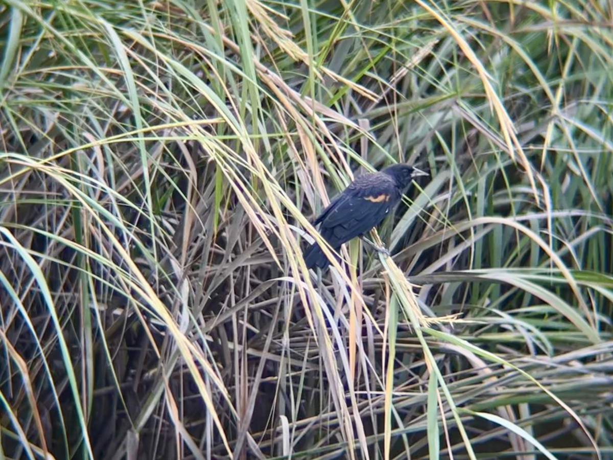 Red-winged Blackbird - ML642546107