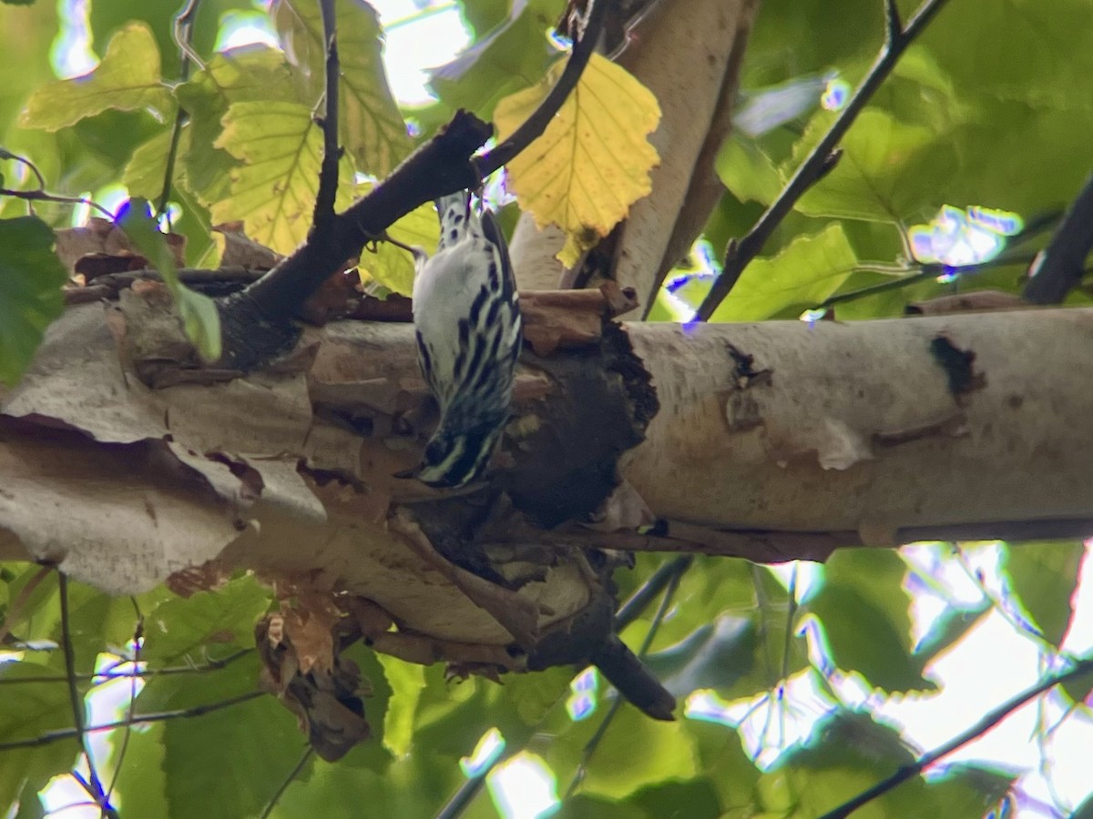 Black-and-white Warbler - ML642546129