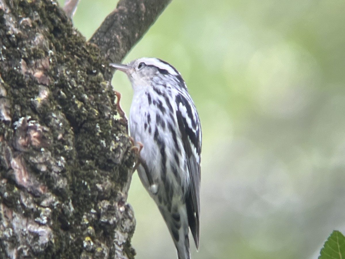 Black-and-white Warbler - ML642546130