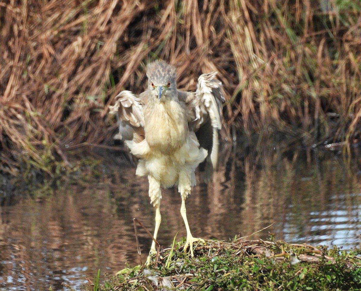 Black-crowned Night Heron - ML642546143