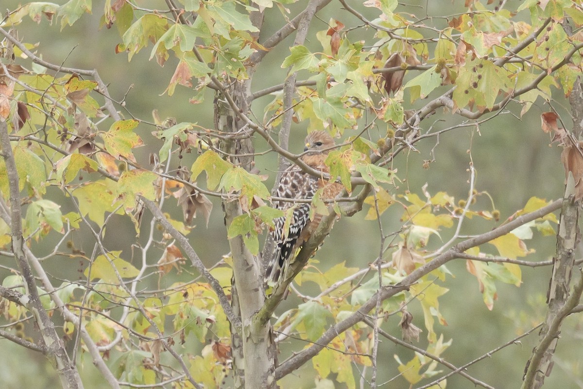 Red-shouldered Hawk - ML642546144