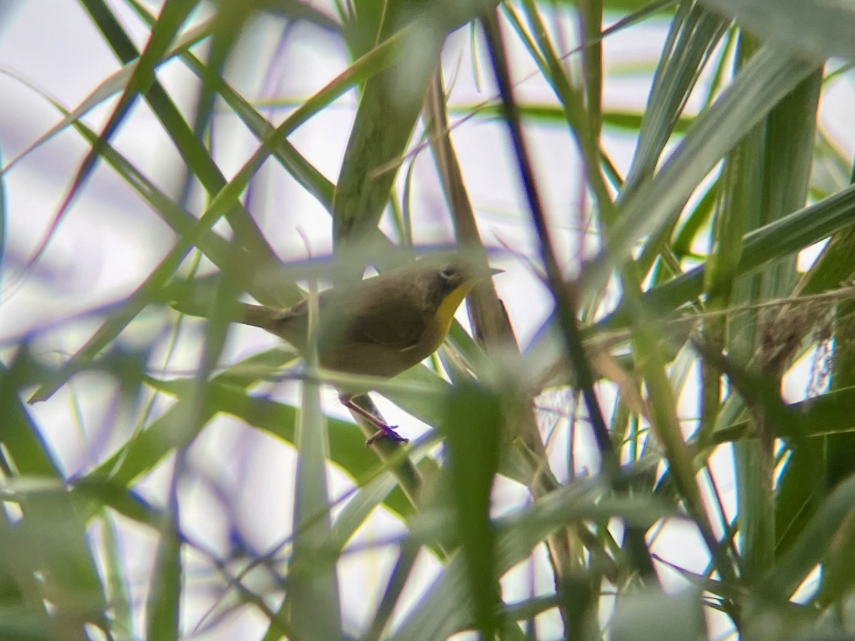 Common Yellowthroat - ML642546149