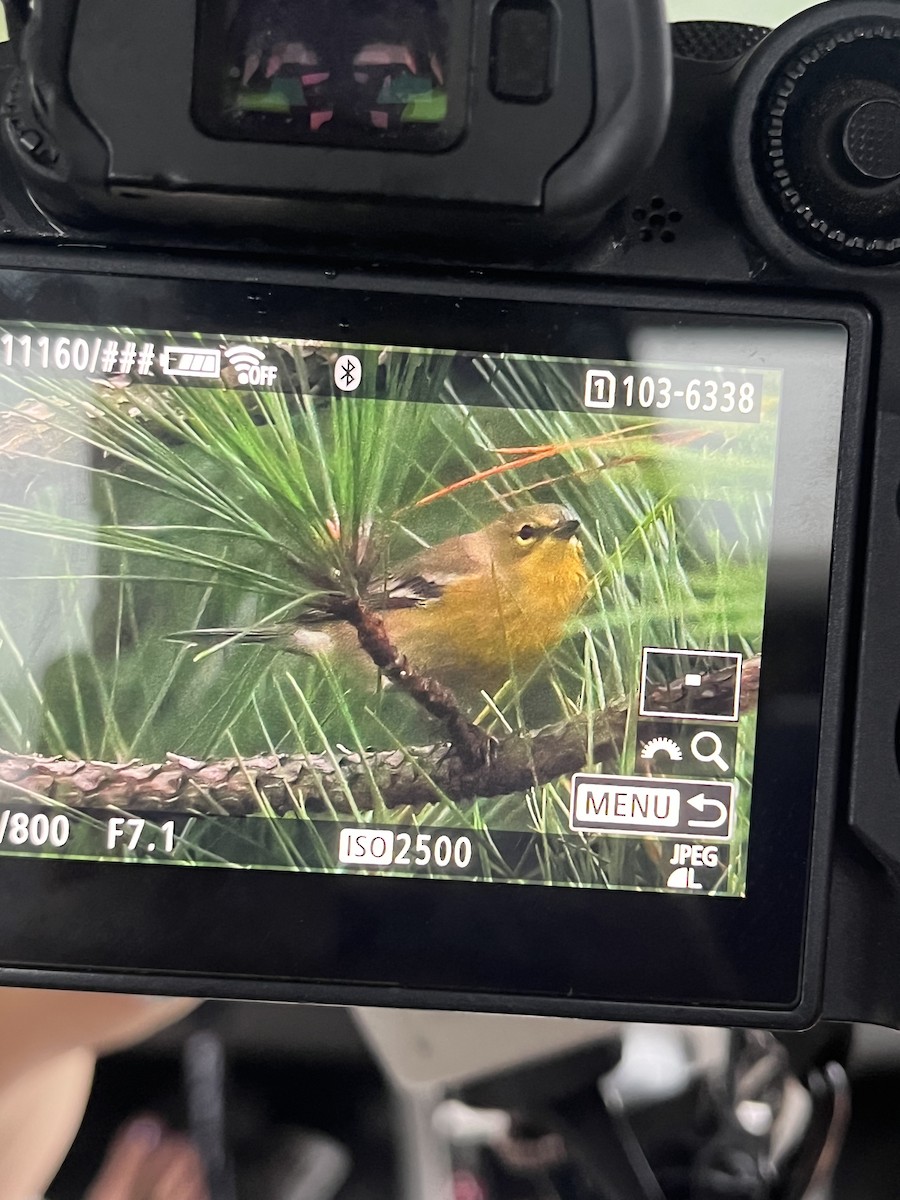 Pine Warbler - ML642546152