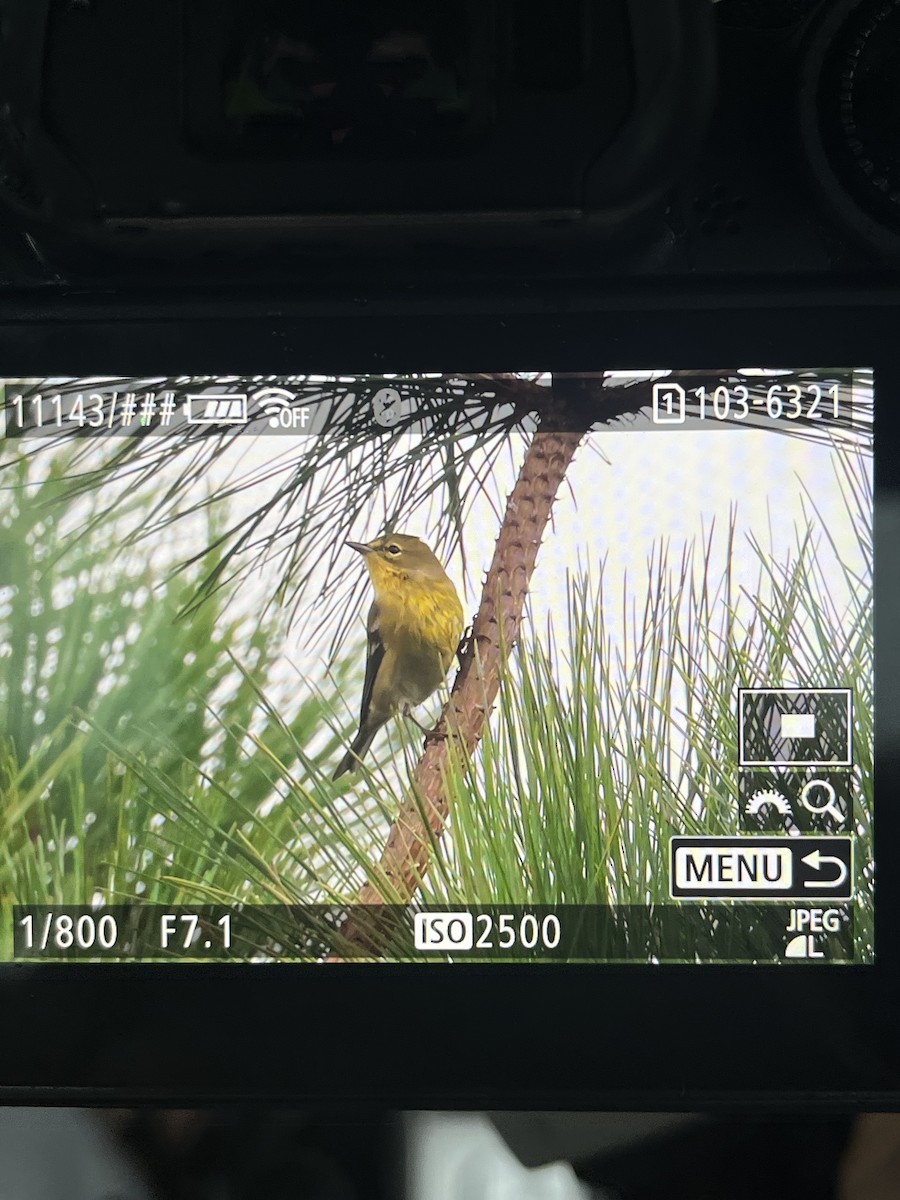 Pine Warbler - ML642546153