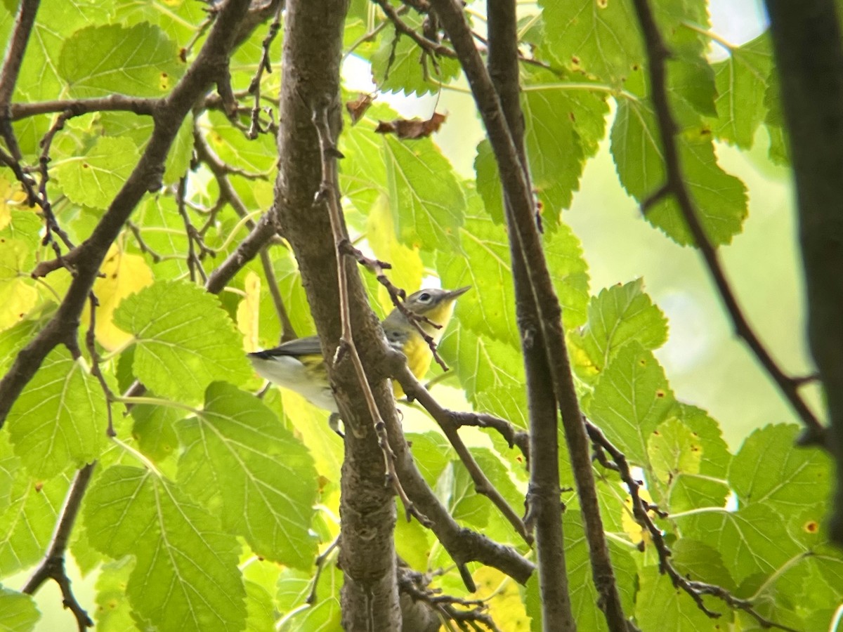 Magnolia Warbler - ML642546167