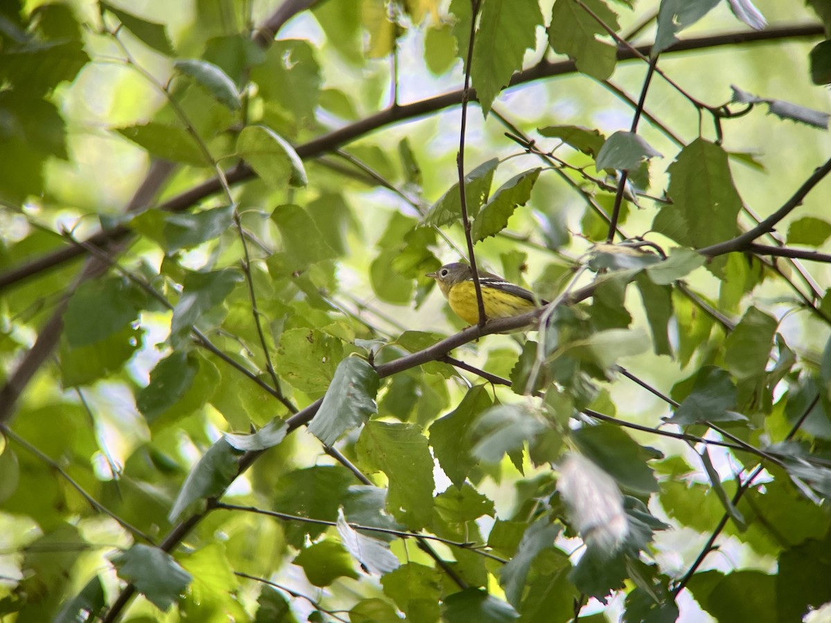 Magnolia Warbler - ML642546168
