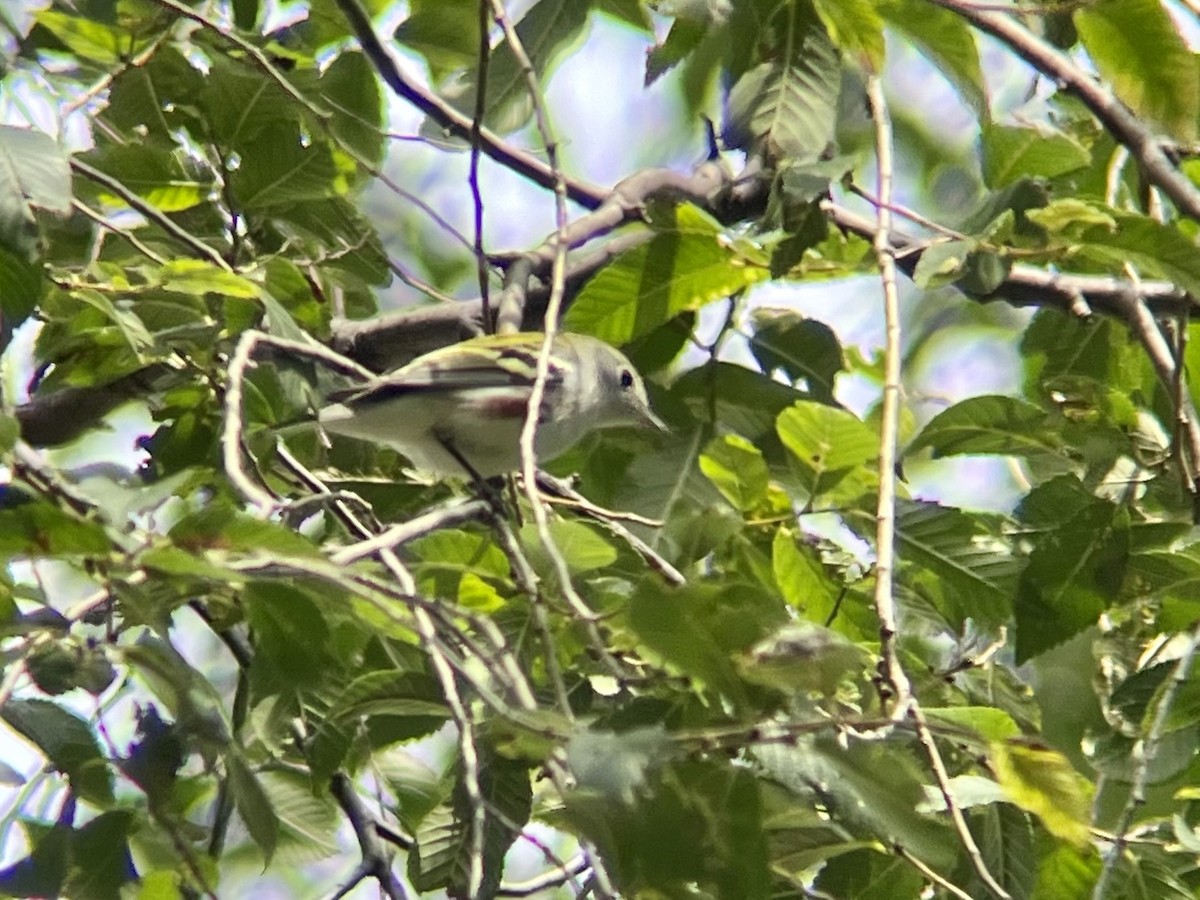 Chestnut-sided Warbler - ML642546169