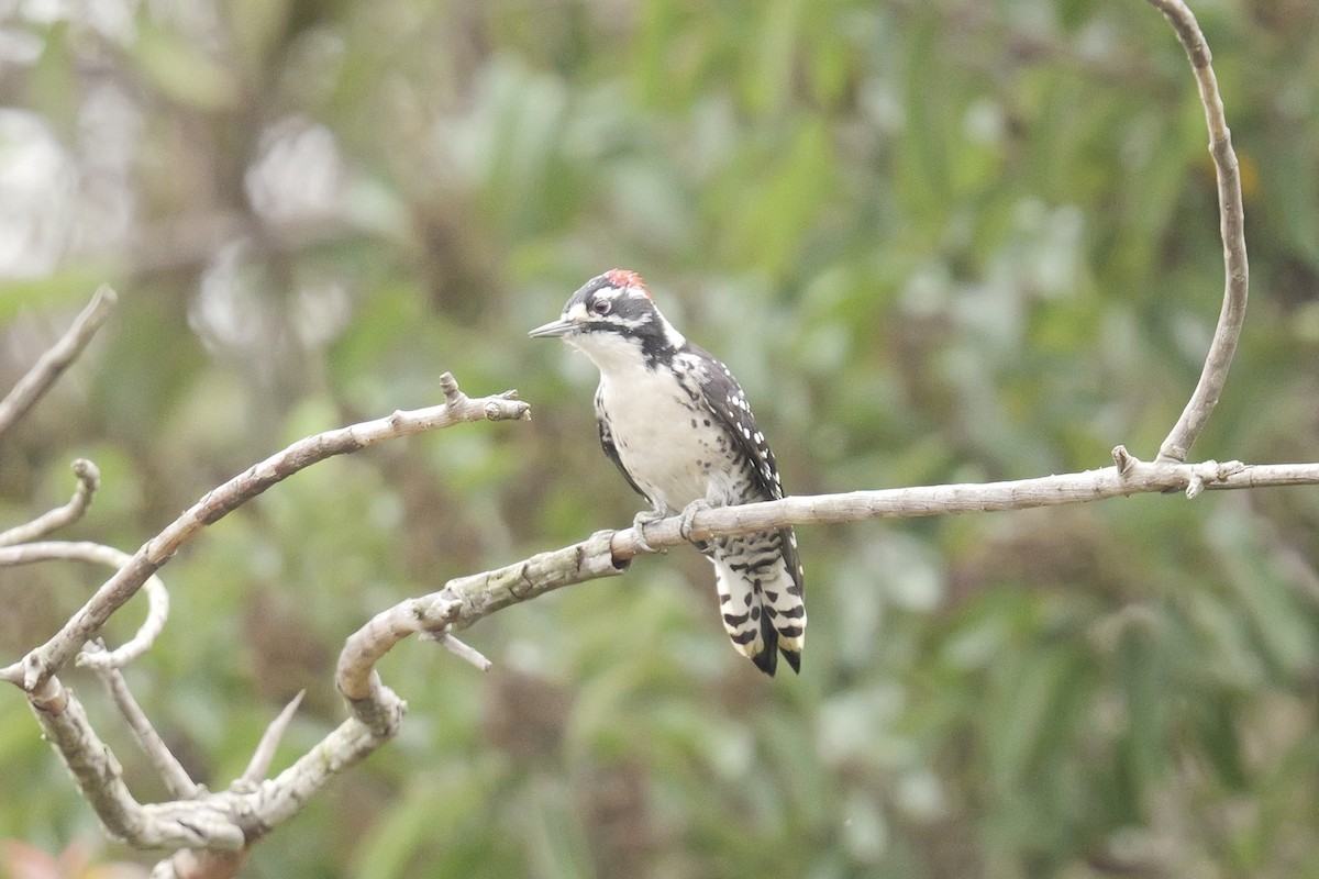Nuttall's Woodpecker - ML642546171