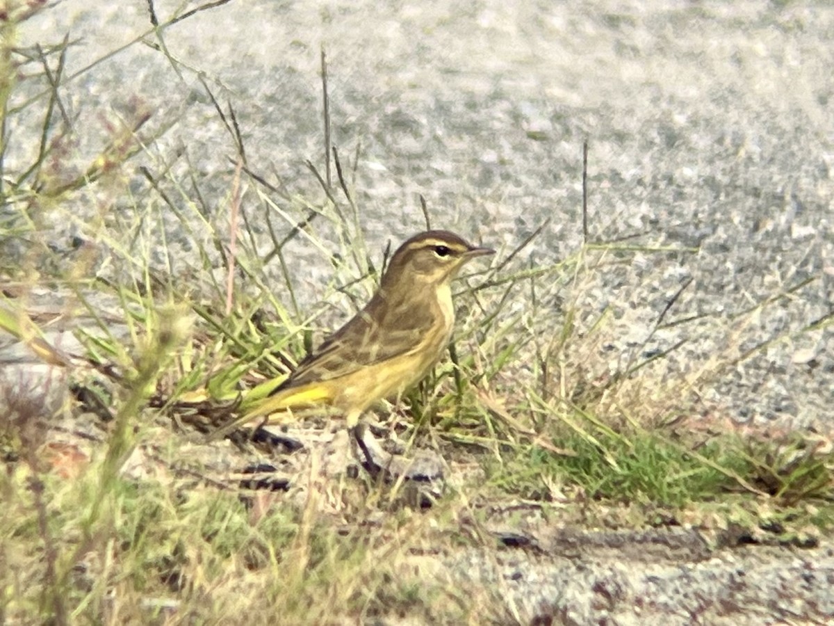 Palm Warbler - ML642546174