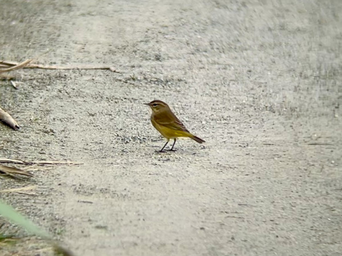 Palm Warbler - ML642546175