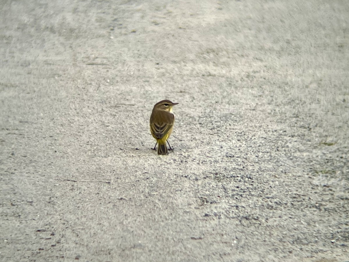 Palm Warbler - ML642546176