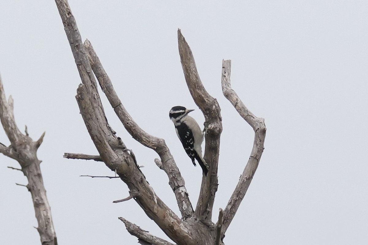Downy Woodpecker - ML642546181