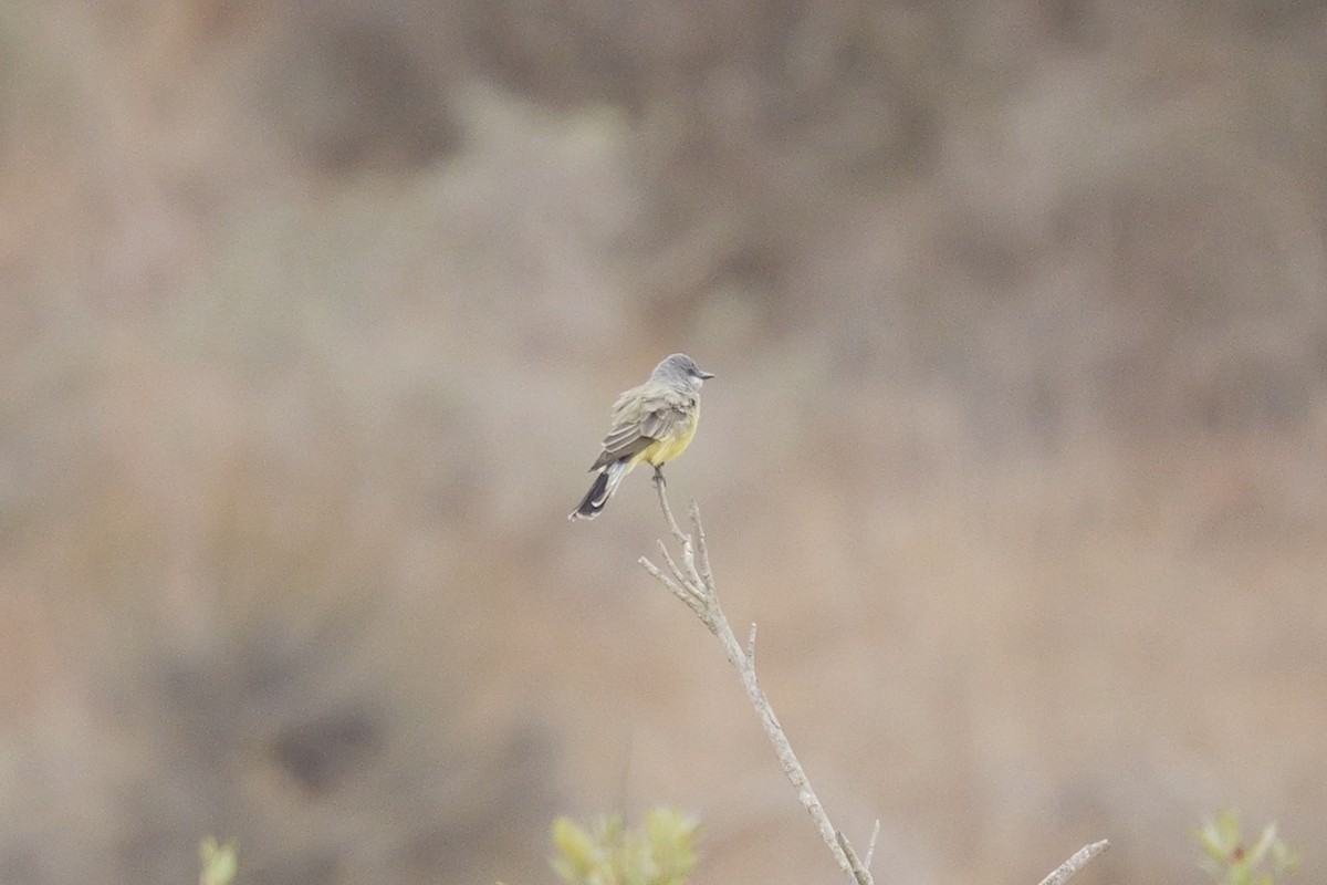 Cassin's Kingbird - ML642546186
