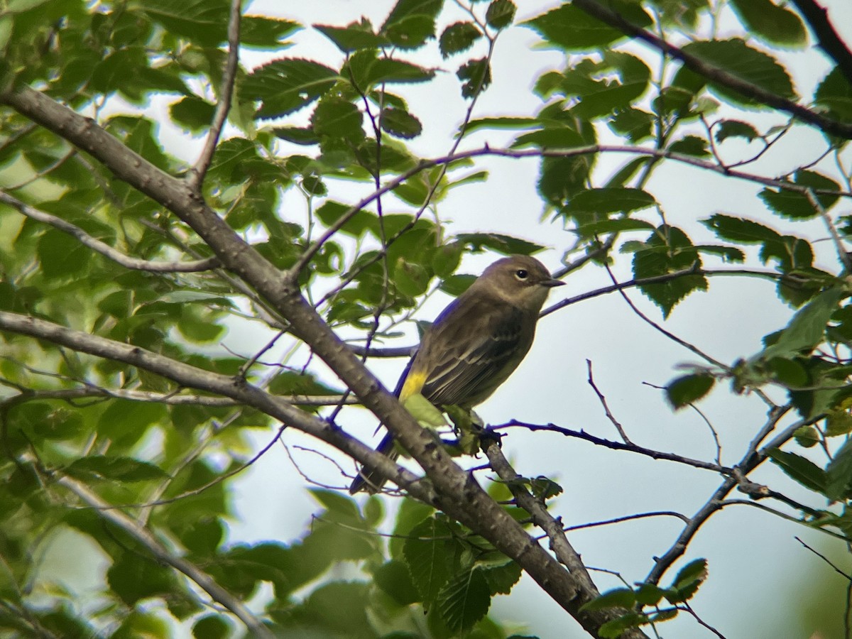 Yellow-rumped Warbler - ML642546188