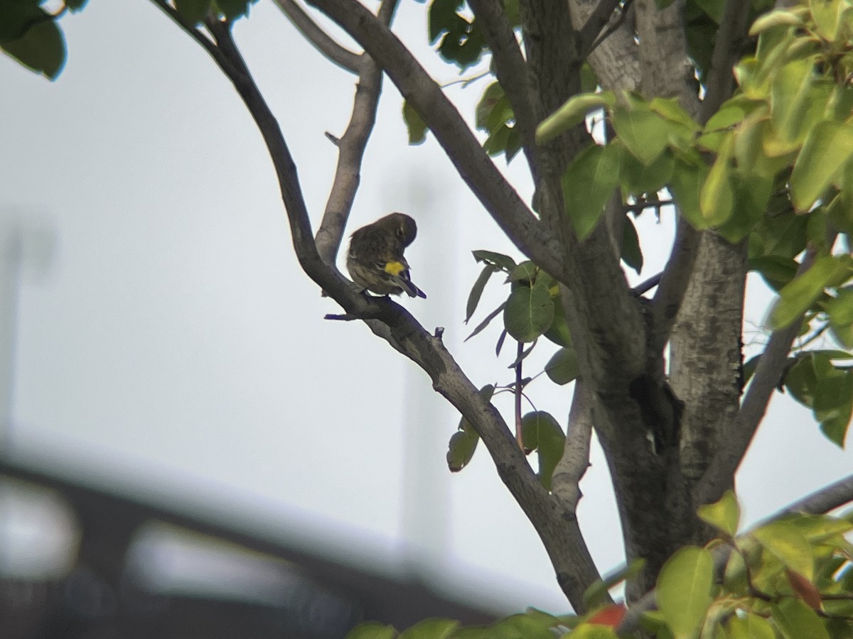 Yellow-rumped Warbler - ML642546189