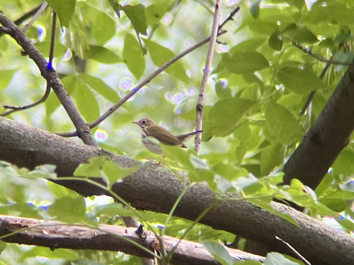 Ovenbird - ML642546217