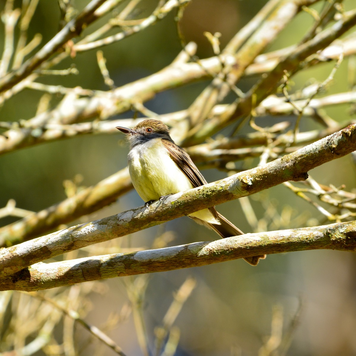 Swainson's Flycatcher - ML642546221