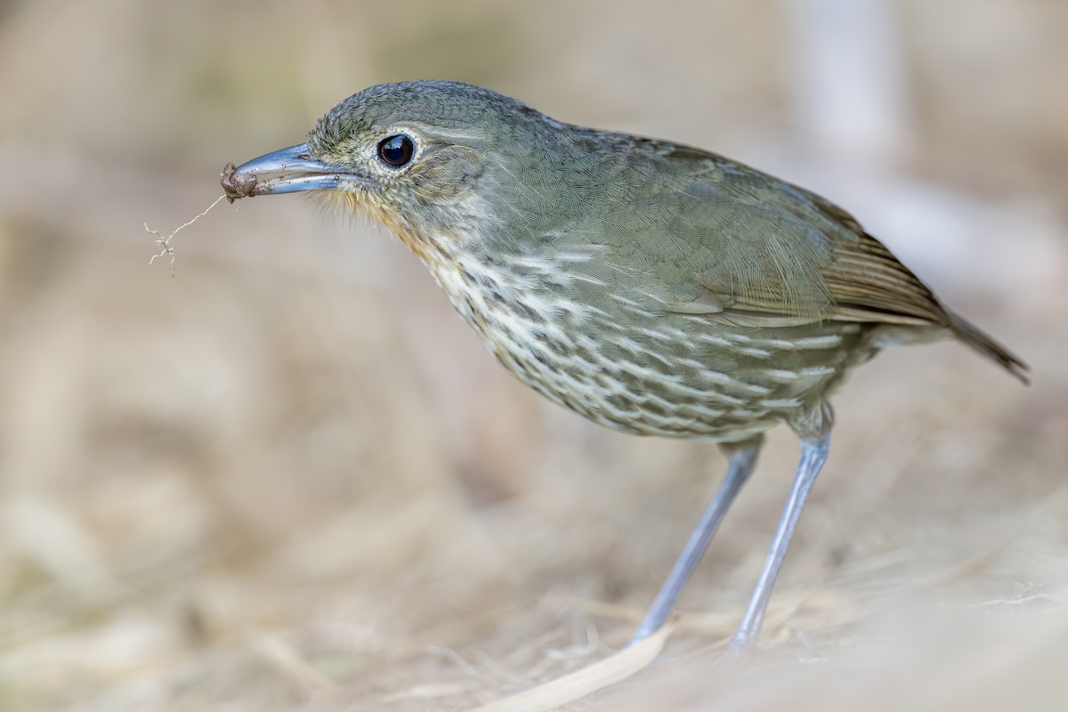 Santa Marta Antpitta - ML642546238