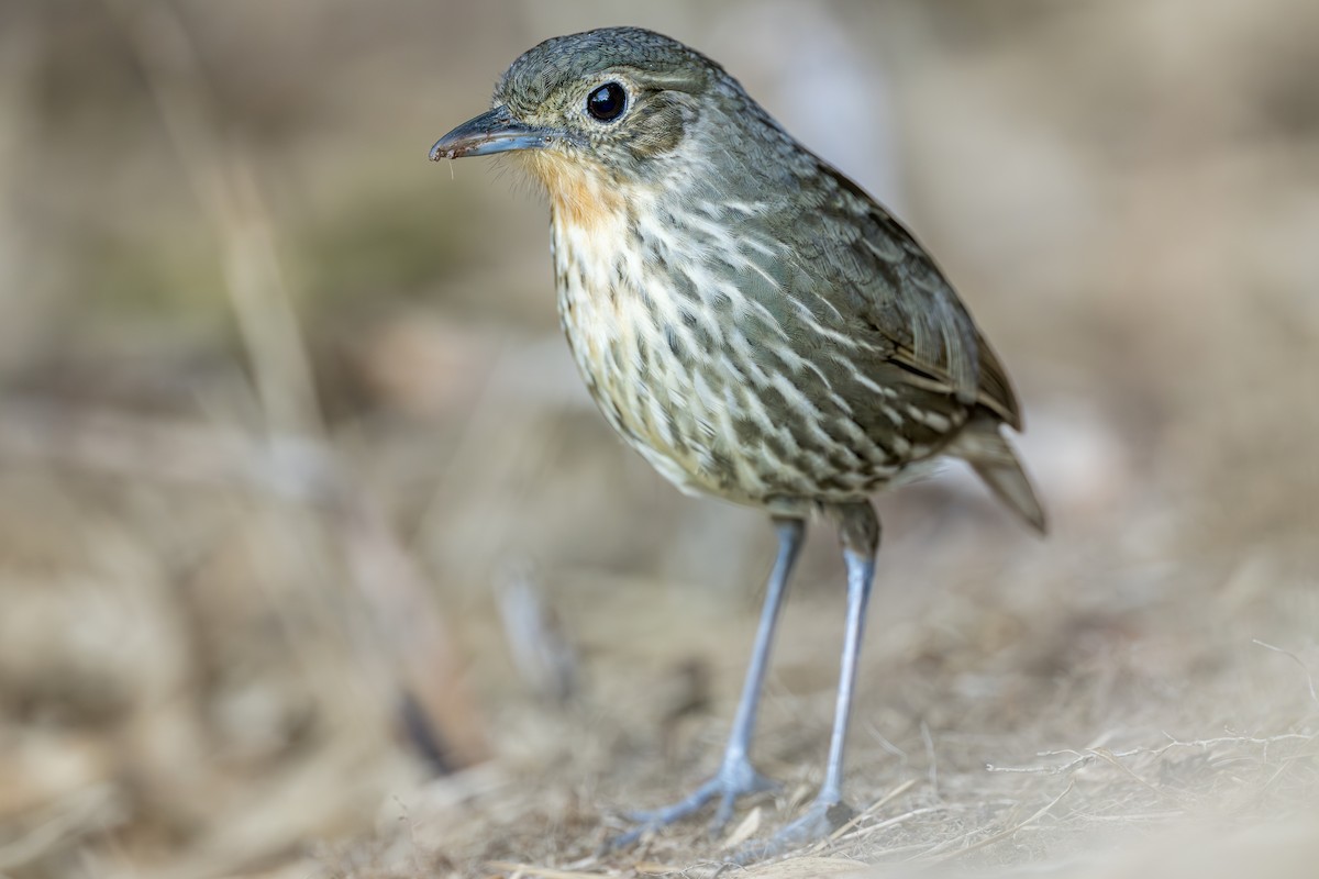 Santa Marta Antpitta - ML642546239