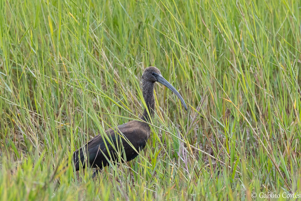 Glossy Ibis - ML642546240