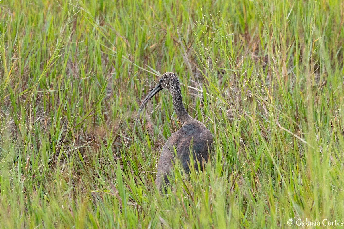 Glossy Ibis - ML642546241