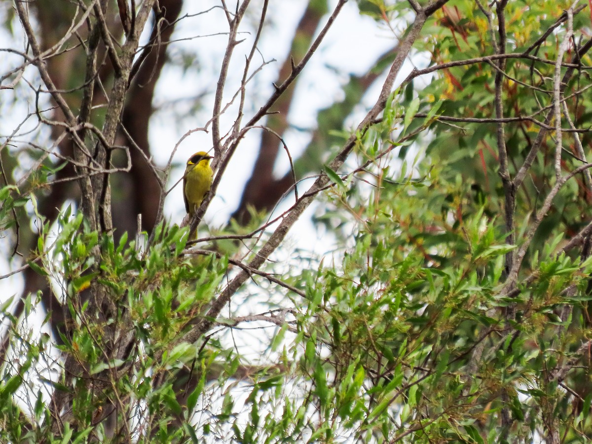Yellow-tufted Honeyeater - ML642546243