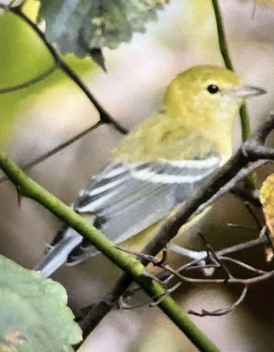 クリイロアメリカムシクイ - ML642546276