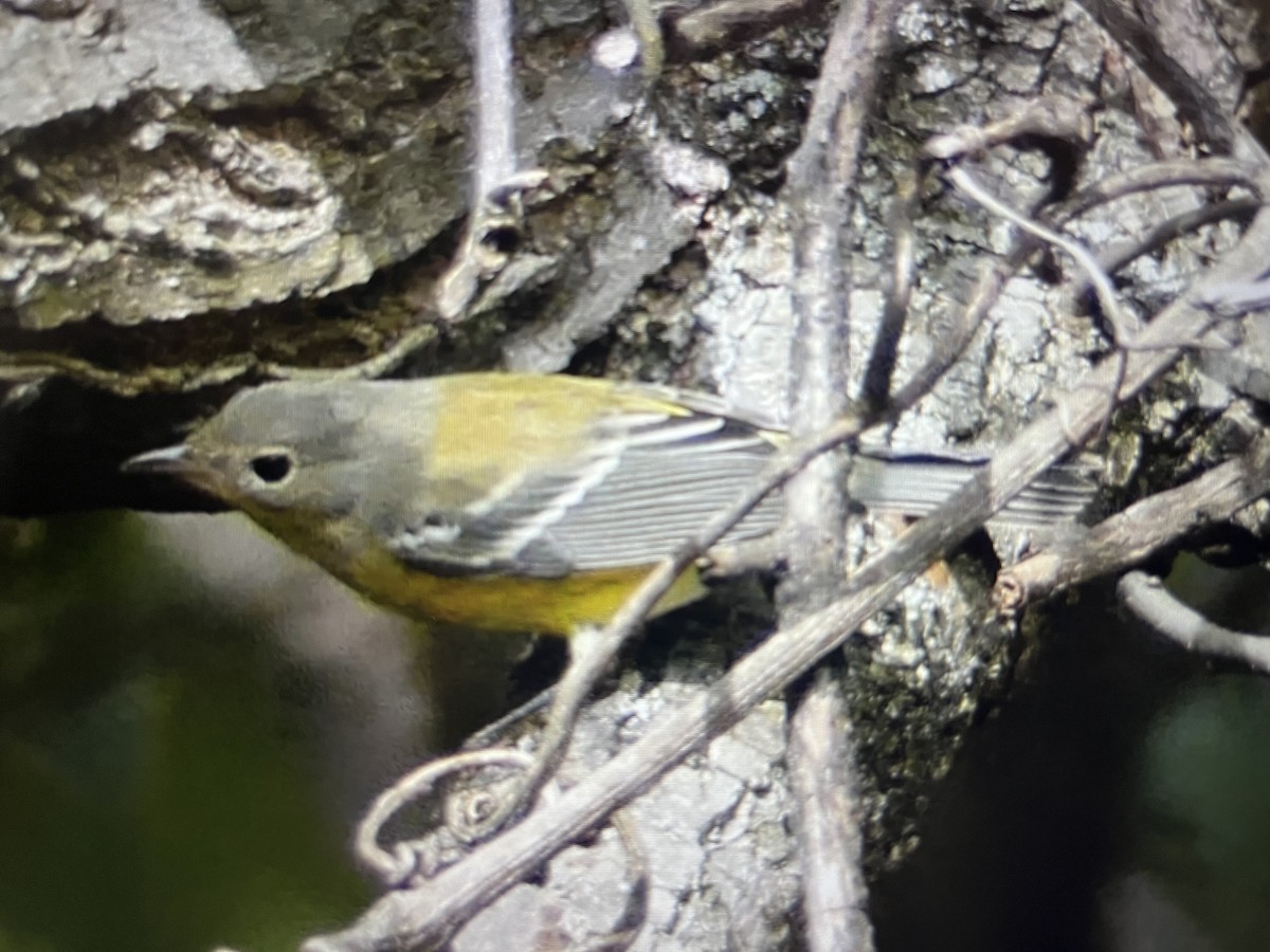 シロオビアメリカムシクイ - ML642546281