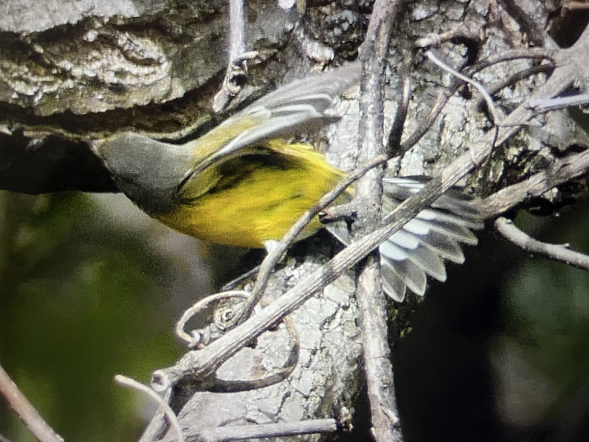 シロオビアメリカムシクイ - ML642546282