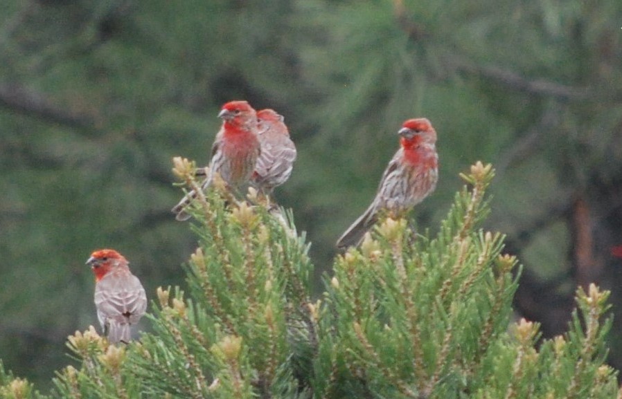 House Finch - ML642546283