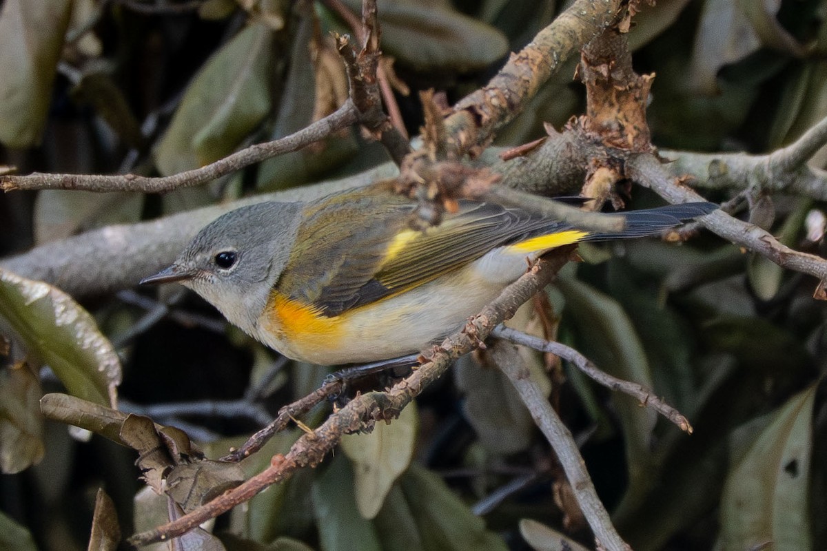 American Redstart - ML642546316