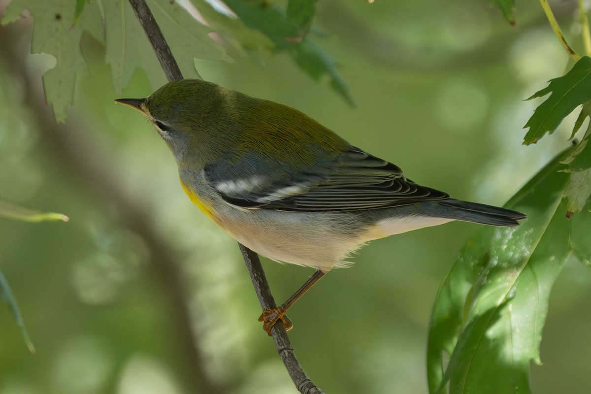 Northern Parula - ML642546323