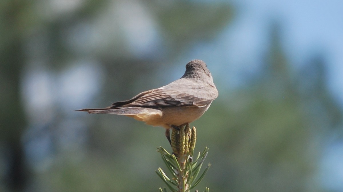 Say's Phoebe - ML642546330