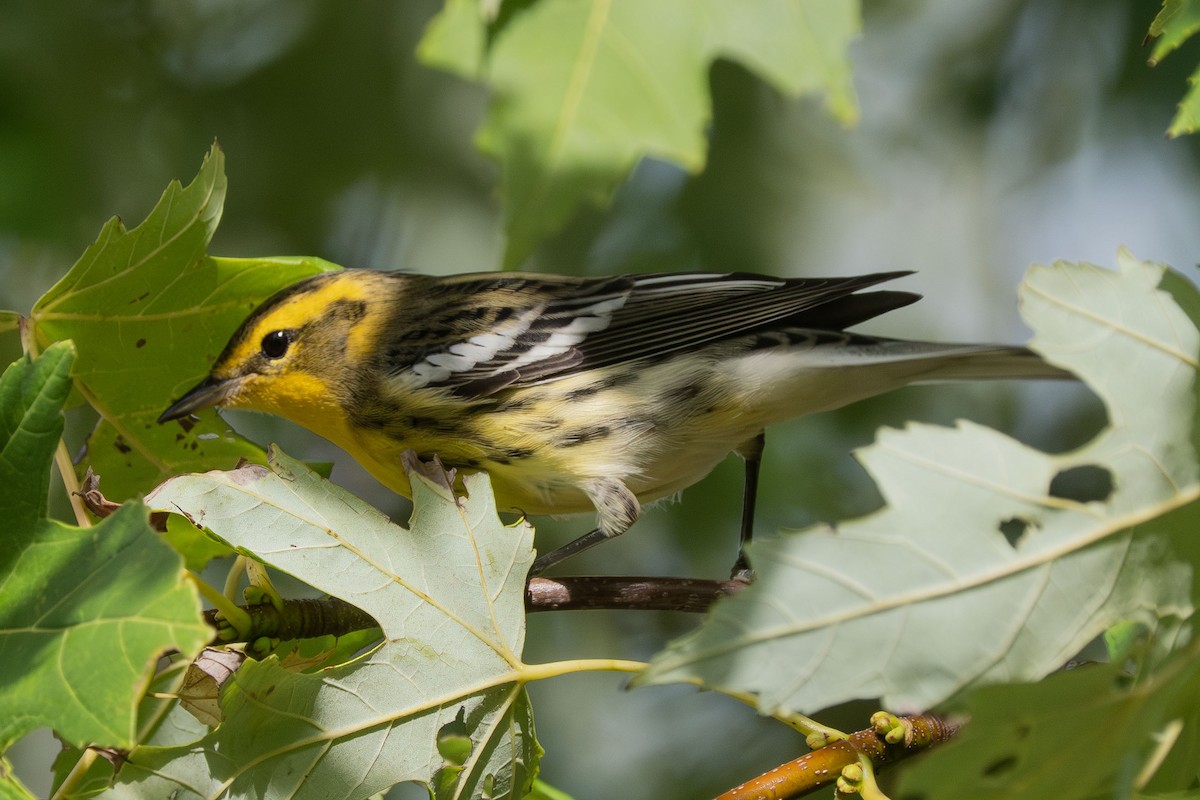 Blackburnian Warbler - ML642546335