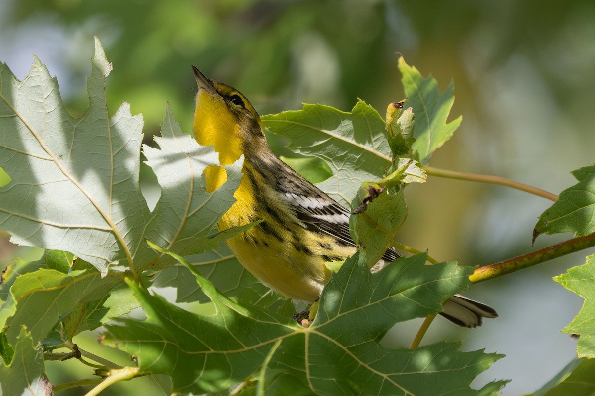 Blackburnian Warbler - ML642546336