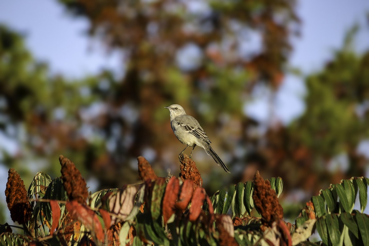 Northern Mockingbird - ML642546352