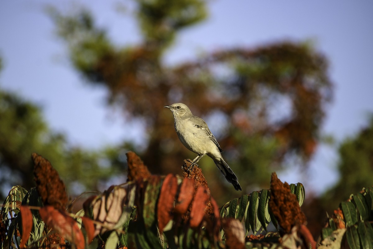 Northern Mockingbird - ML642546353