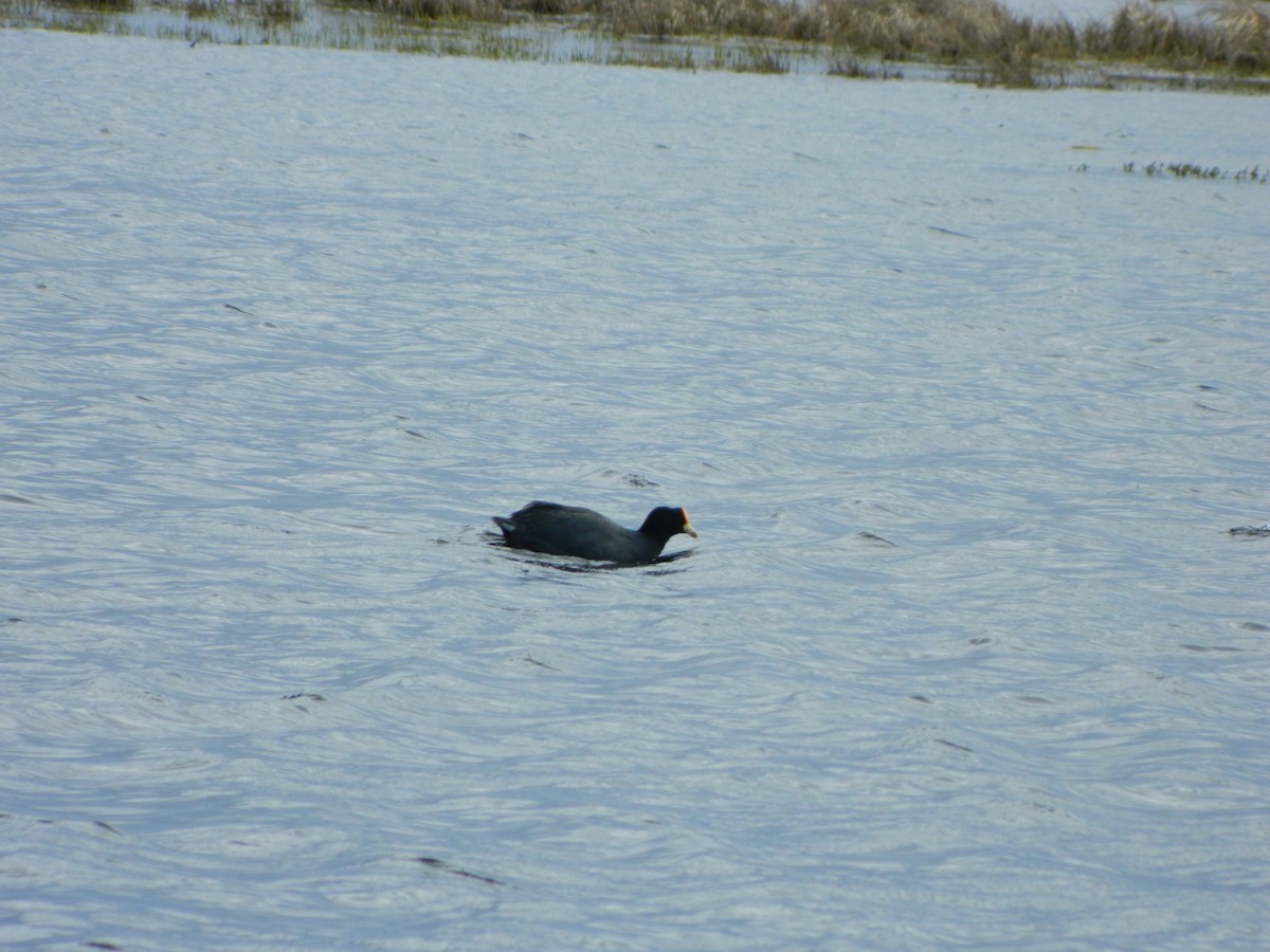 White-winged Coot - ML642546414