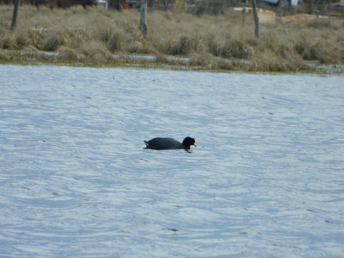 White-winged Coot - ML642546426