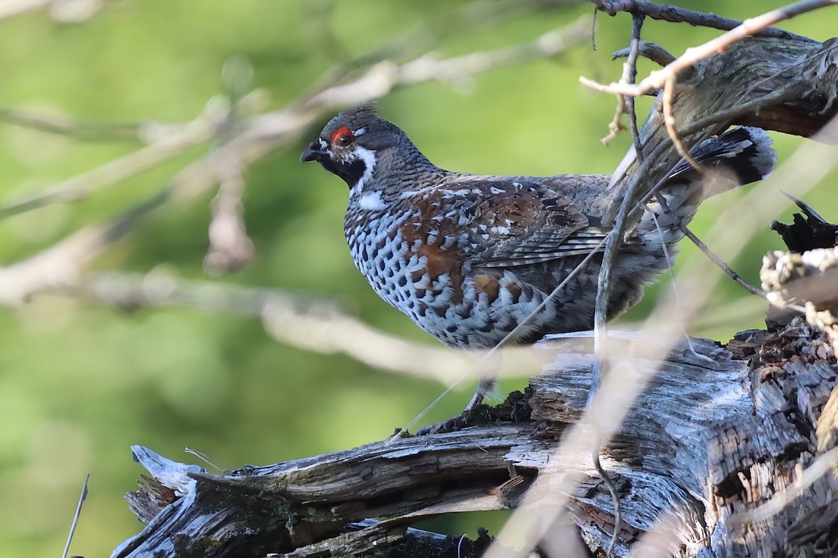 Hazel Grouse - ML642546432