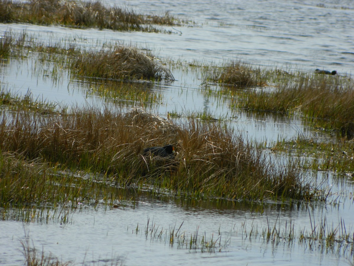 White-winged Coot - ML642546440