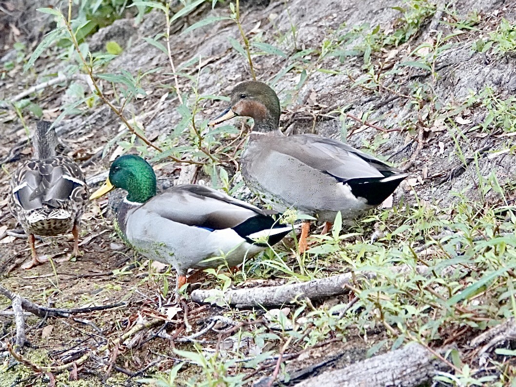 Gadwall x Mallard (hybrid) - ML642546464