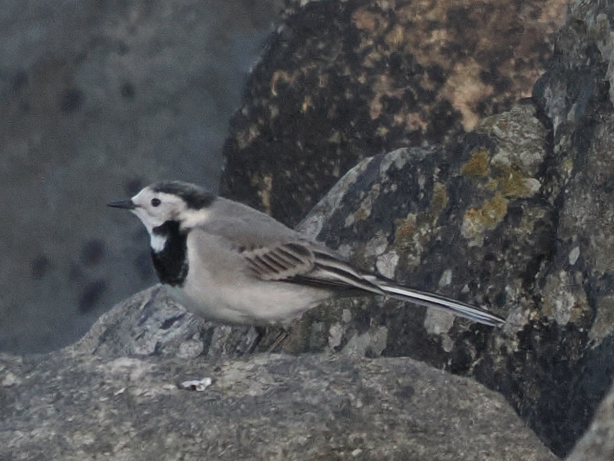 Хөх цэгцгий - ML642546465