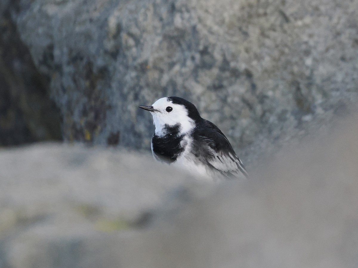 White Wagtail (British) - ML642546473